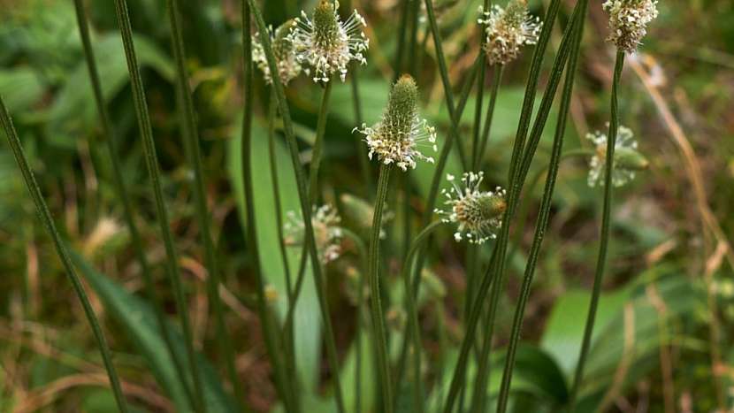 Jitrocel kopinatý (Plantago lanceolata)