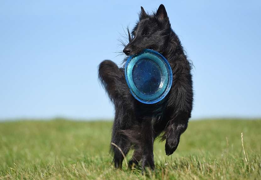 Frisbee je velmi oblíbená psí hračka