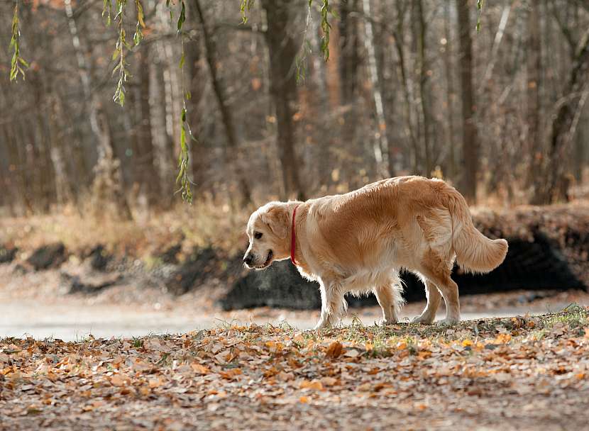Při péči o psa je dobré zaměřit se na obnovení jeho kondice po zimě (Zdroj: Depositphotos (https://cz.depositphotos.com))