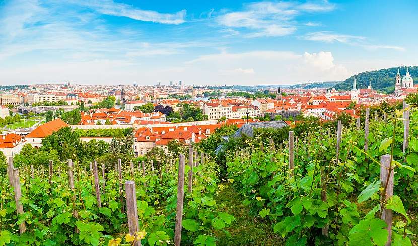 Tip na skvělý výlet: Svatováclavská vinice na Pražském hradě nabízí také úchvatný výhled (Zdroj: vinazmoravyvinazcech.cz)