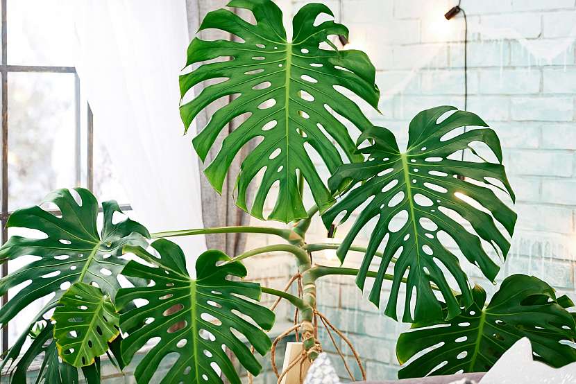 Monstera (Monstera deliciosa) je oblíbená okrasná pokojová rostlina (Zdroj: Depositphotos (https://cz.depositphotos.com))