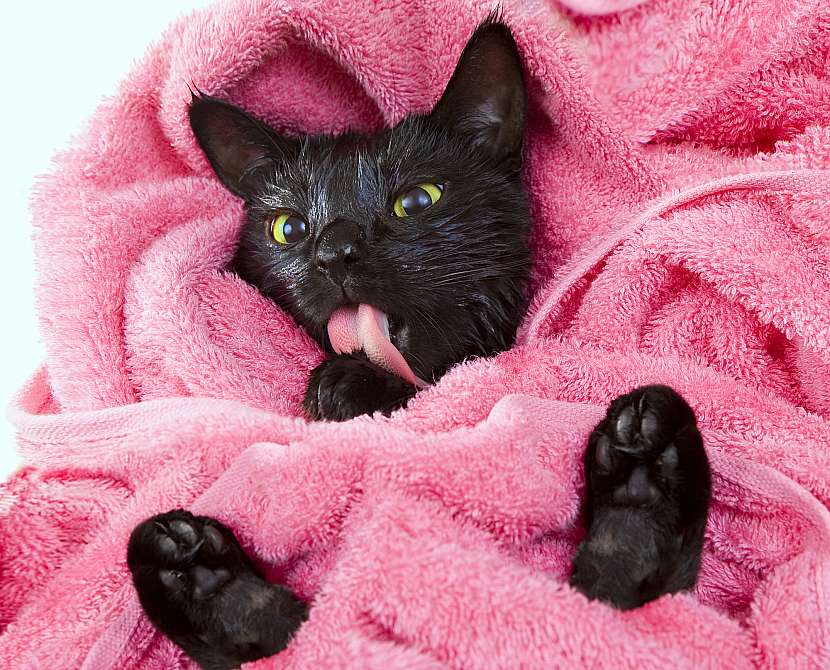 Mokrá kočka v ručníku