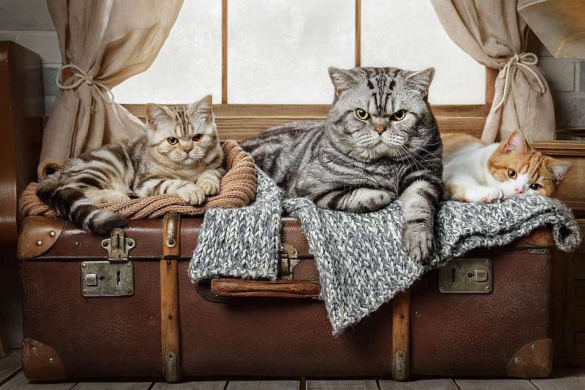 Kočkám cestování žádnou radost nepřináší (Zdroj: Depositphotos )