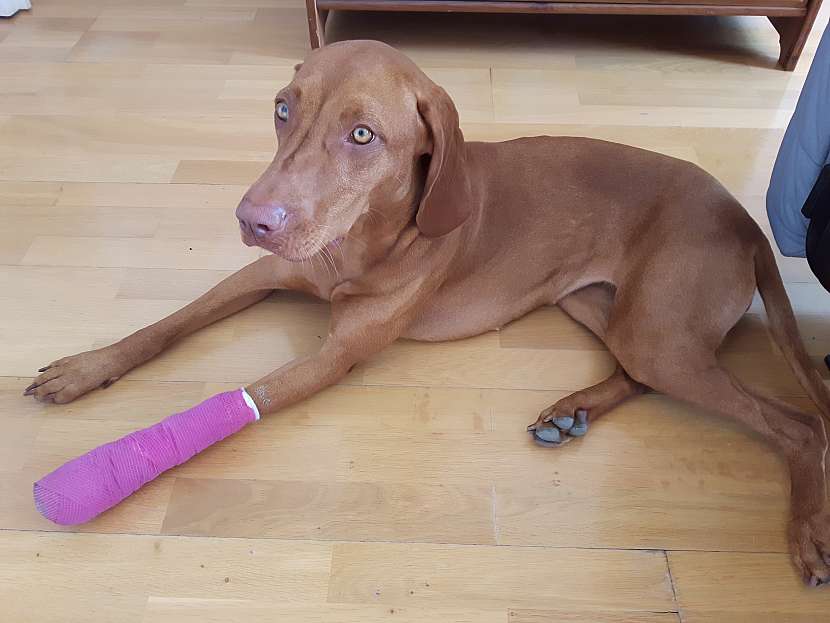 Pes se zraněnou přední nohou