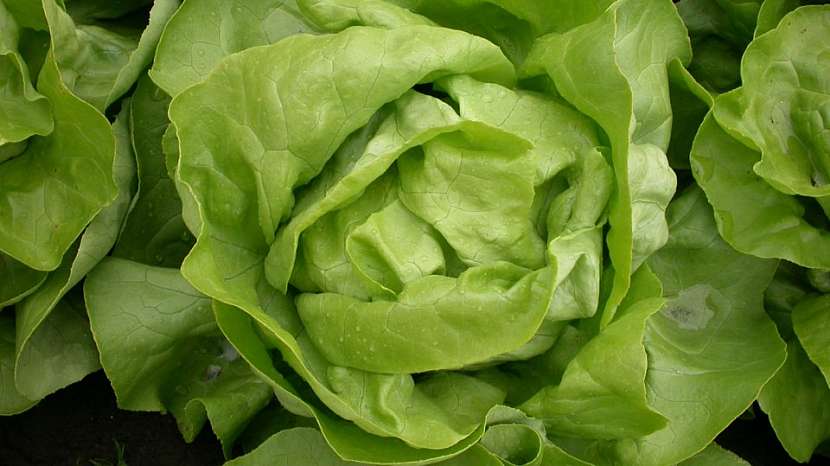 Bio salát Merkurion