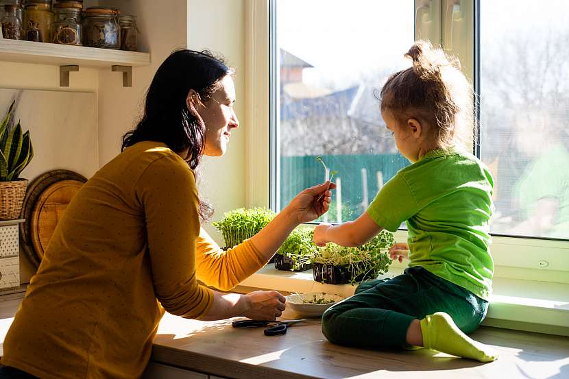 Zeleninu a bylinky pěstujte na okenním parapetu. A můžete zapojit i děti (Zdroj: Depositphotos (https://cz.depositphotos.com))