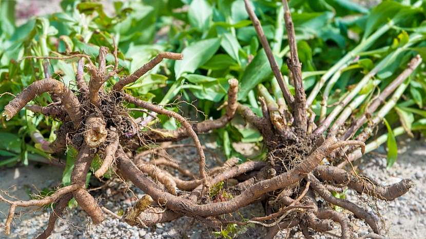 Po kterých bylinkách kočky šílí: kozlík lékařský (Valeriana officinalis)