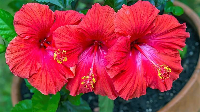 Ibišek čínský (Hibiscus rosa–sinensis): pravidelný jarní střih hlavě podpoří růst mladých výhonů, které ponesou květy