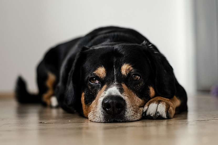 Dilatace a torze žaludku je noční můrou každého majitele psa