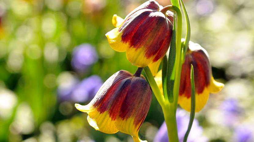 Fritillaria michailovskyi