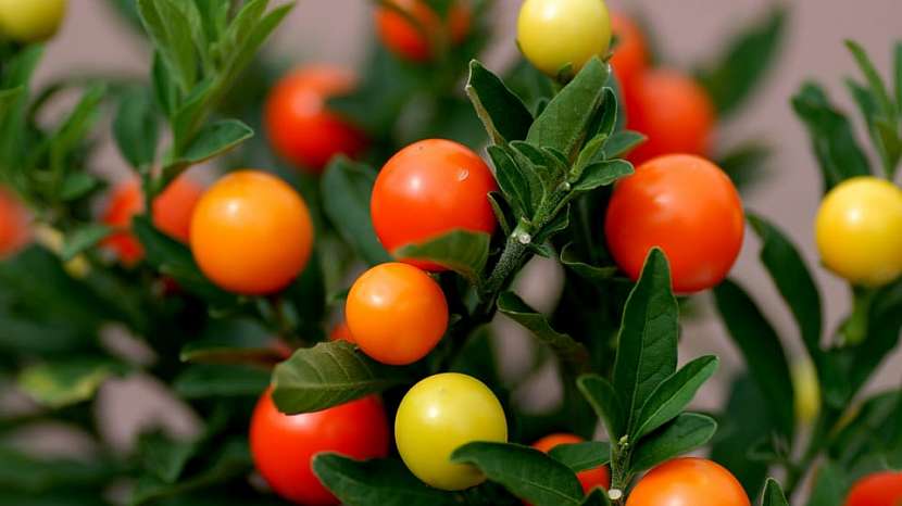 Lilek (Solanum pseudocapsicum) je novoroční květinou štěstí