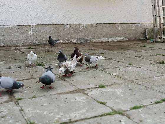 Holubaření a vlastnoručně vyrobené holubníky