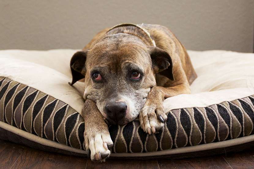 Starý pes vyžaduje zvláštní péči (Zdroj: Depositphotos (https://cz.depositphotos.com))