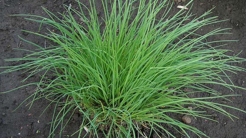 Pažitka pobřežní (Allium schoenoprasum): odrůda Praga