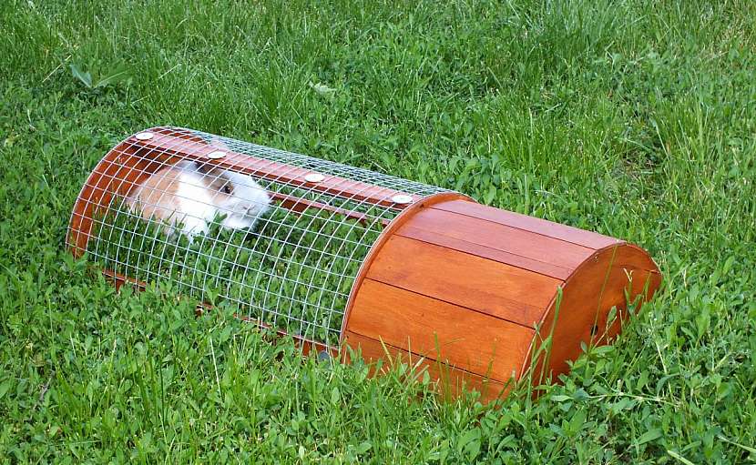 Domeček a výběh pro morče nebo králíčka na zahrádku (Zdroj: HobbyPRstudio)