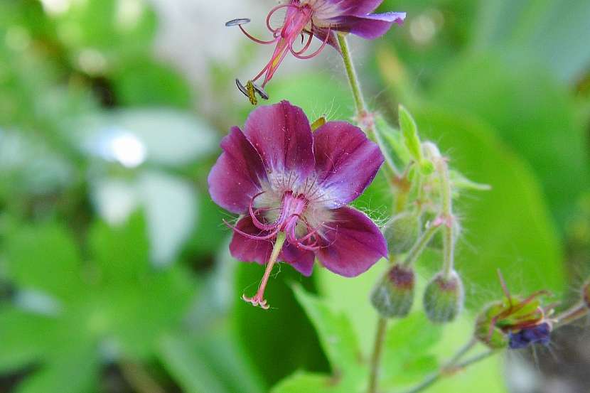 Kakost hnědočervený (Geranium phaeum)
