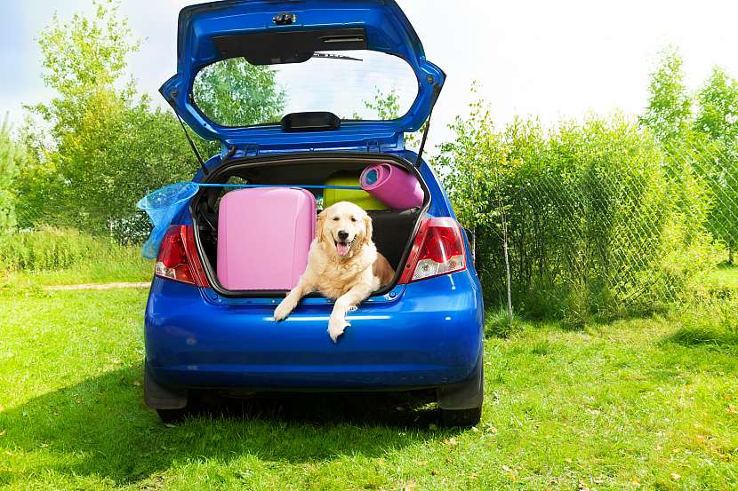 Vyrážíte na dovolenou autem s domácím mazlíčkem? (Zdroj: Depositphotos)