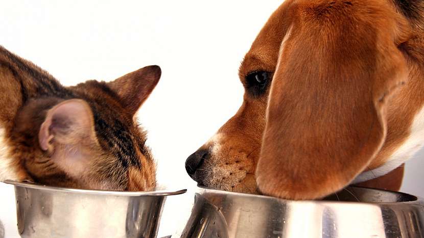 Pes a kočka nemají jíst z jedné misky