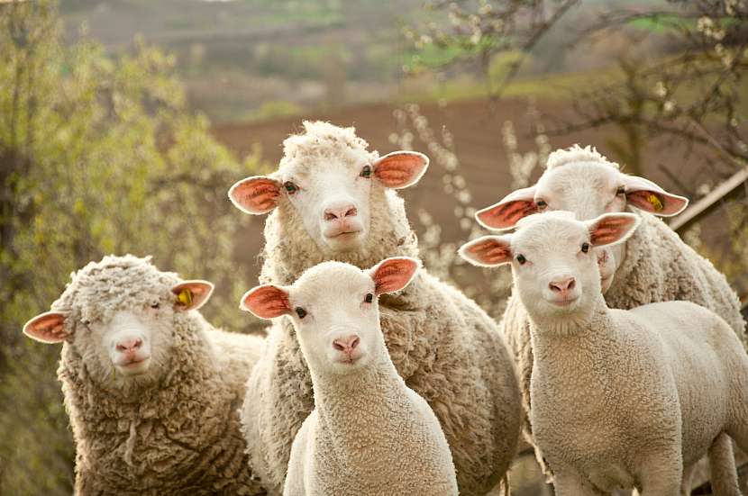 Ovce patří mezi největší "producenty" vlny