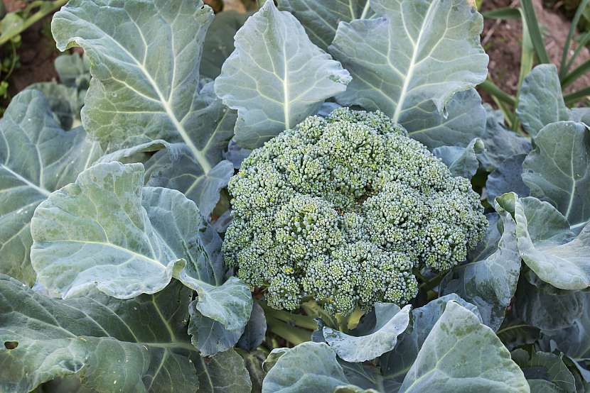 Brokolice připravená ke sklizni
