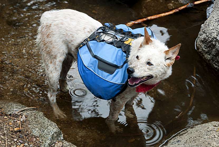 Dogtrekking