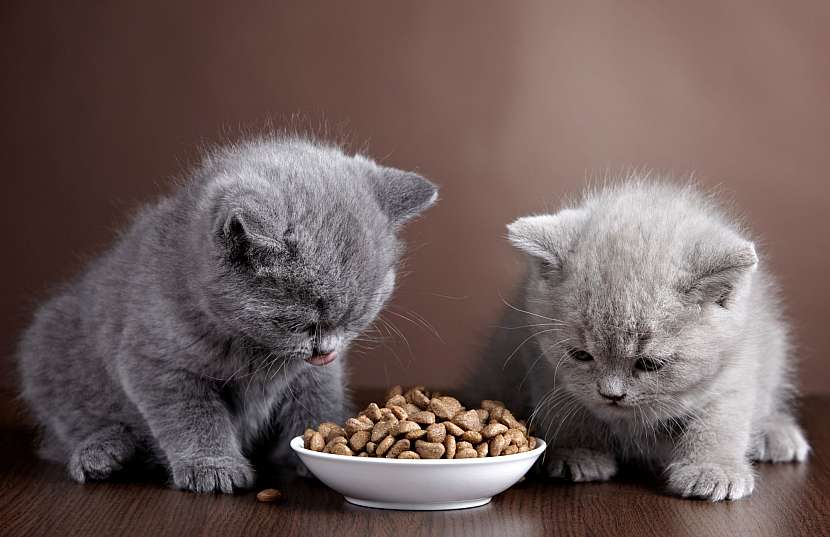 Koťata jsou krmena mlékem, ale dospělé kočky potřebují plnohodnotnou stravu (Zdroj: Depositphotos)