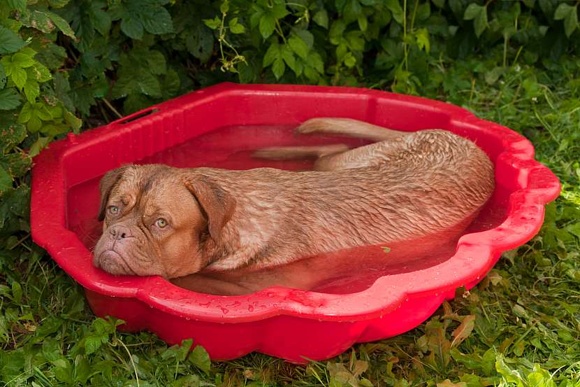 Nekteří psi se rádi ochladí v malém bazénku