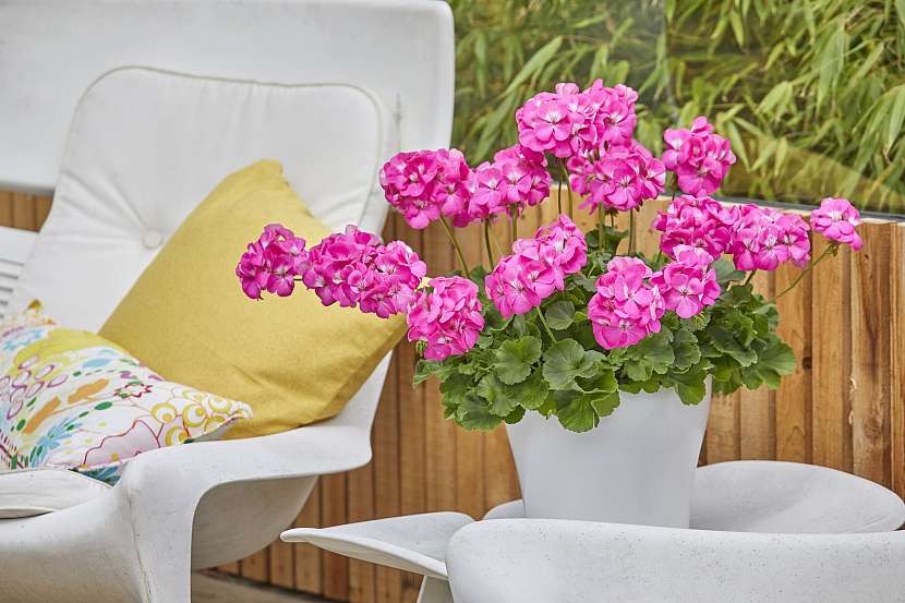 Jasně růžové muškáty rozzáří prostor barvami a navodí příjemnou atmosféru léta, radosti a pohod