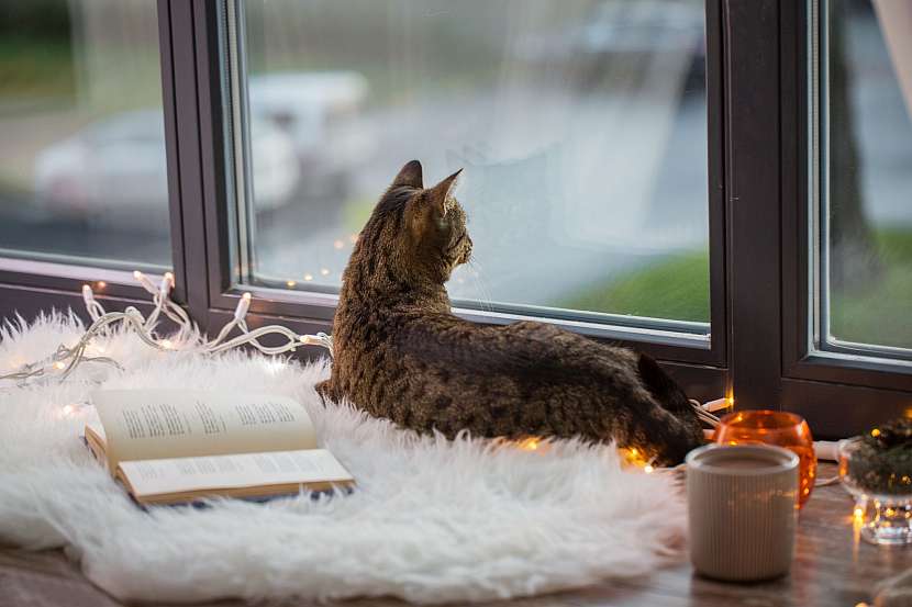Kočka za oknem