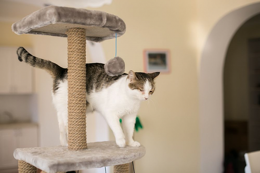 V bytě kočka škrabadlo potřebuje, jinak vám zničí nábytek (Zdroj: PetCenter)