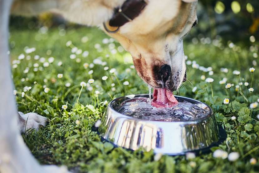 Pitný režim v létě je důležitý i pro našeho psa (Zdroj: Depositphotos)