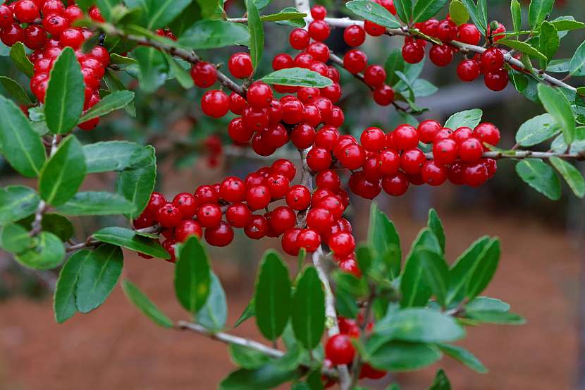 Ilex vomitoria