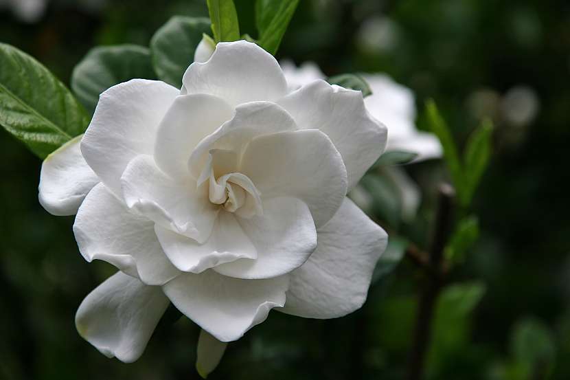Bílé gardénie připomínají svými květy růže