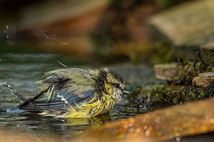 Jak se vybavit pro fotografování ptáků ve volné přírodě (Zdroj: Tomáš Čmuchálek)