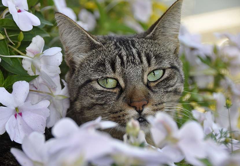 Některé kočky květiny milují až příliš