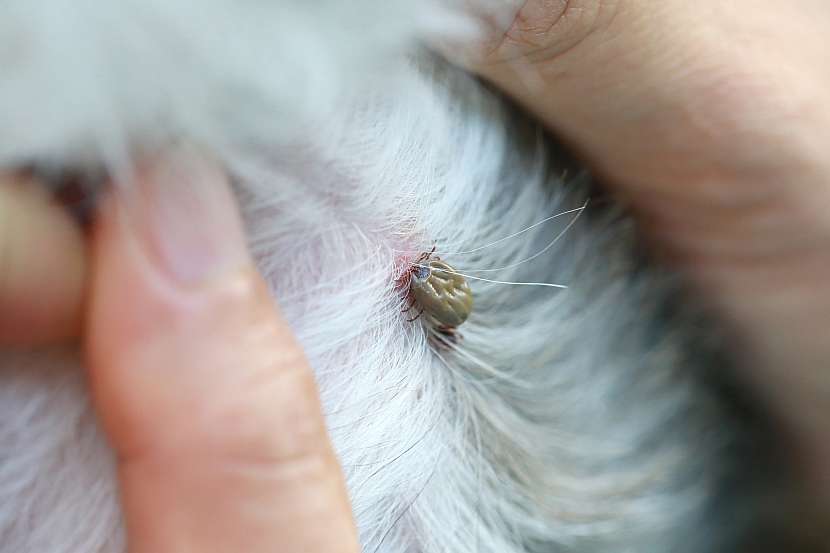 Otravují vašemu psovi život klíšťata? (Zdroj: Depositphotos (https://cz.depositphotos.com))