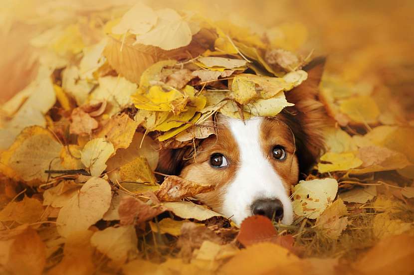 Podzim pro psa neznamená čas odpočinku (Zdroj: Depositphotos (https://cz.depositphotos.com))