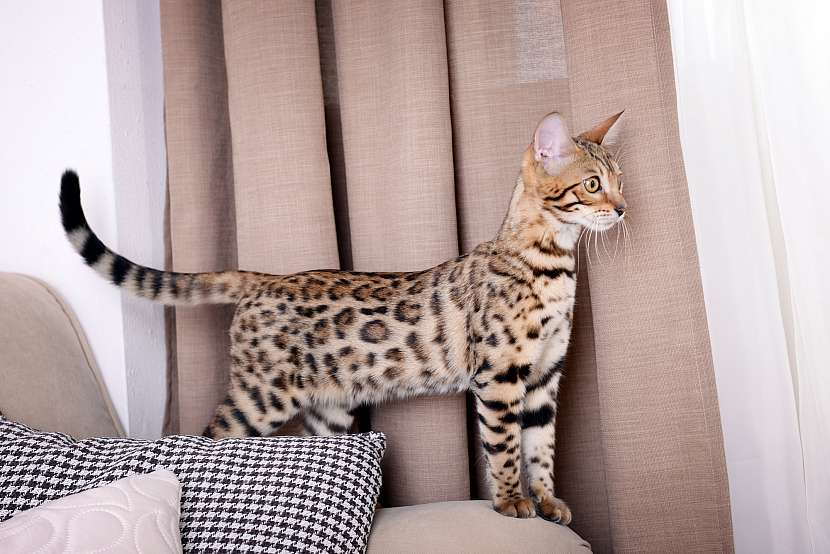 Serval je africká kočkovitá šelma