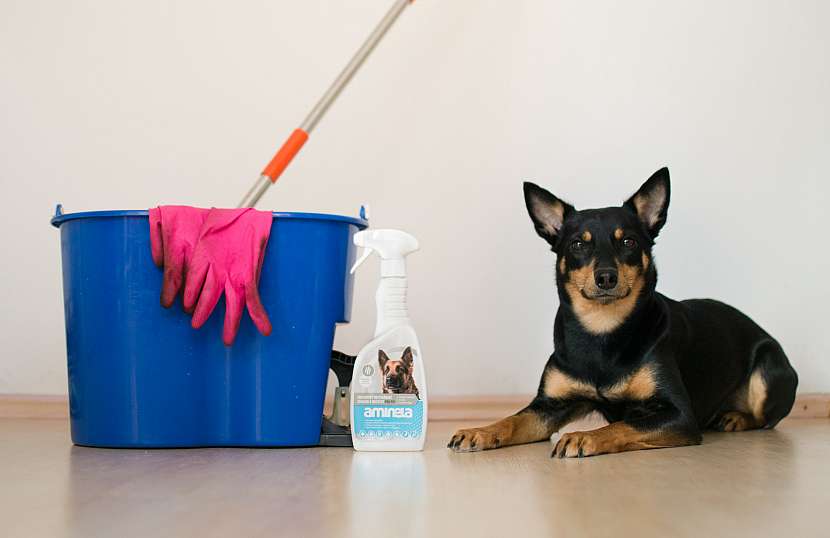 Velký jarní úklid, když máte doma domácího mazlíčka? (Zdroj: Krmiva Pučálka / Unsplash)