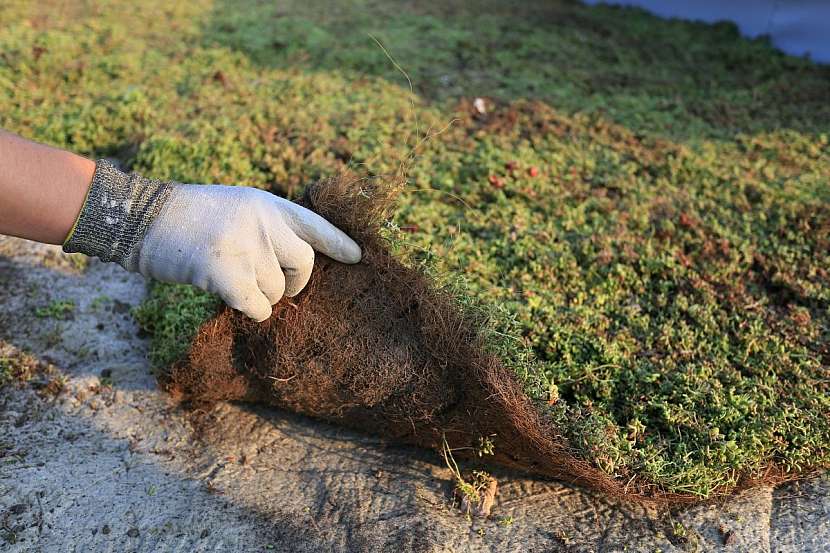 Zelenou střechu pořídíte z dotací. Hodí se na novostavby i rekonstrukce