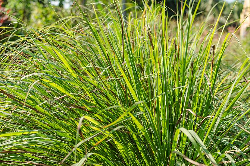 Citronová tráva voní po citronech a dá se pěstovat i u nás