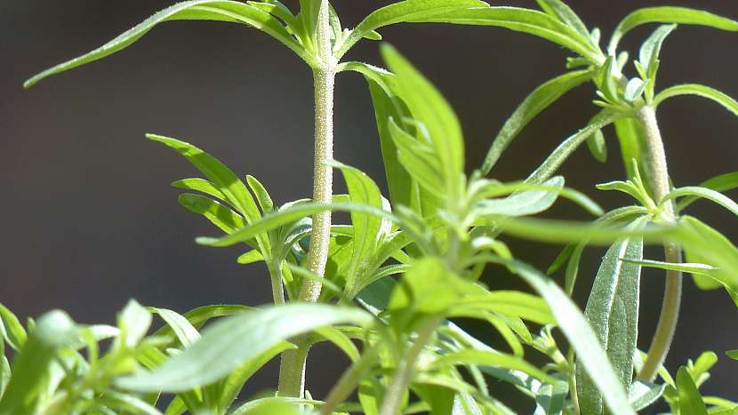 7 druhů koření na podporu hubnutí: saturejka zahradní (Satureia hortensis)