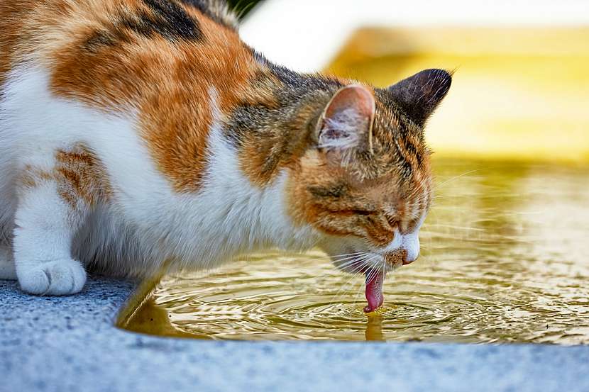 Mnohé domácí kočky s pitím stávkují (Zdroj: Krmiva Pučálka/ UNSPLASH/ MARP)