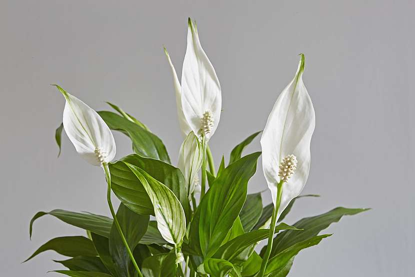 Květiny do koupelny: Lopatkovec (Spathiphyllum)