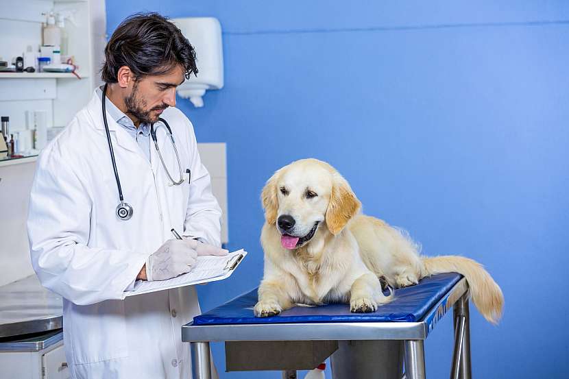 Víte, kdy navštívit se psem veterináře? (Zdroj: Depositphotos)