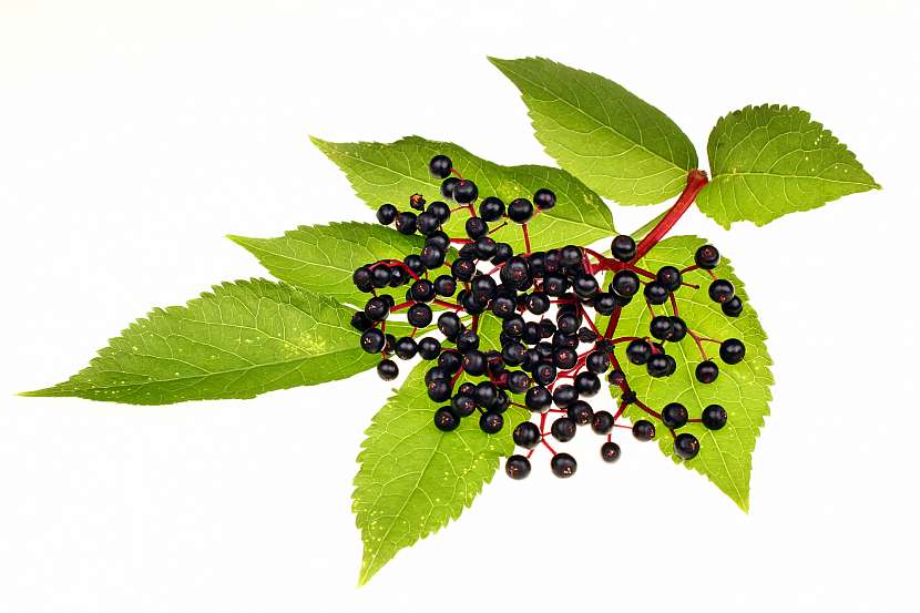 Plody černého bezu jsou po dozrání plné léčivé šťávy