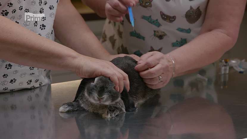 Očkování králíka