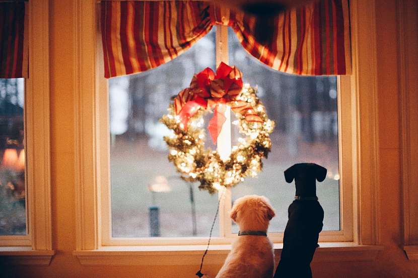 Oslavme Vánoce i se svými domácími mazlíčky (Zdroj: KRMIVA PUČÁLKA / UNSPLASH)