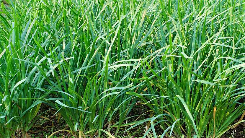 Pěstování pažitky čínské (Allium tuberosum)  neboli česnekové pažitky je poměrně nenáročné