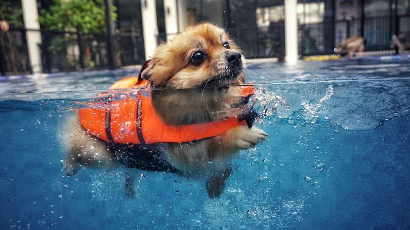 I psa můžete naučit plavat (Zdroj: PetCenter)